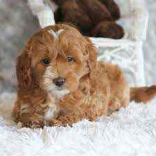 Goldendoodle Puppies For Sale In Imphal